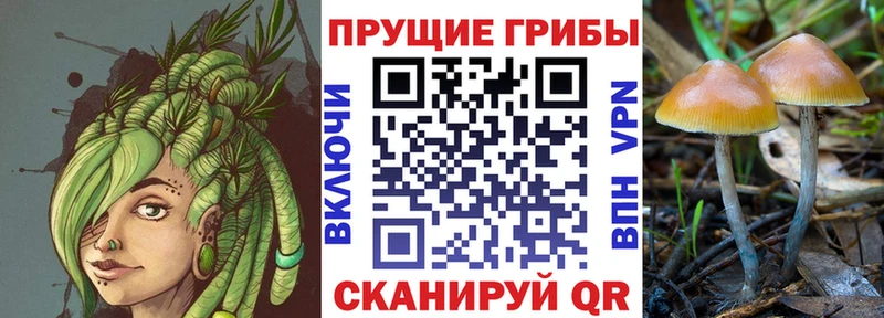 что такое наркотик  Невельск  Галлюциногенные грибы Psilocybe 